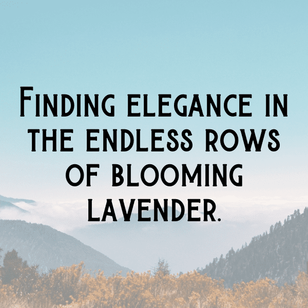 337+ Lavender Captions For Instagram In 2025 7 Lavender Captions Image For Instagram-lq4KOb