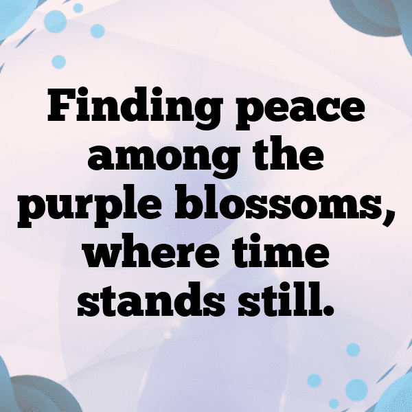 337+ Lavender Captions For Instagram In 2025 4 Lavender Captions Image For Instagram-sFj62x