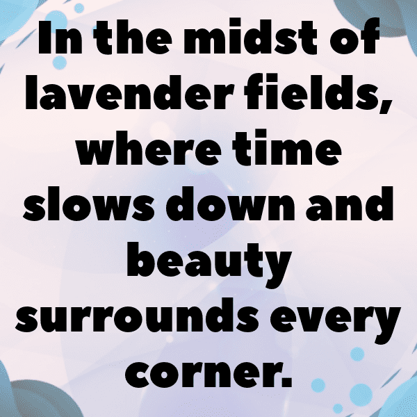 337+ Lavender Captions For Instagram In 2025 14 Lavender Captions Image For Instagram-wSGqpd