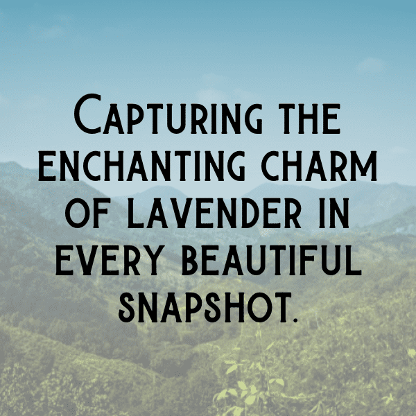 337+ Lavender Captions For Instagram In 2025 9 Lavender Captions Image For Instagram-ZX7pmH