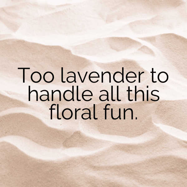 337+ Lavender Captions For Instagram In 2025 12 Lavender Captions Photo For Instagram-dC0ask