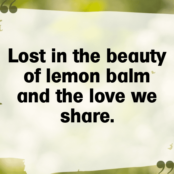 314+ Lemon Balm Captions For Instagram In 2025 3 Lemon Balm Captions Photo For Instagram-3SOF2Z