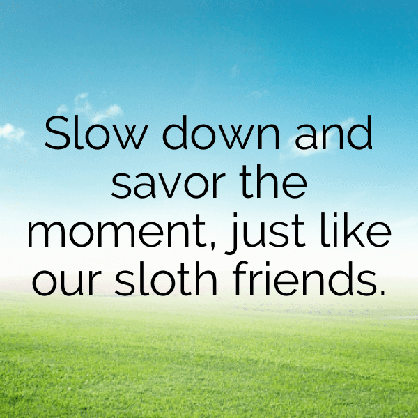 Lemur Captions Photo For Instagram-Z8tlGS