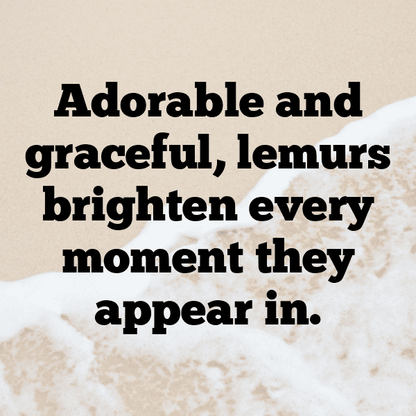 Lemur Captions Photo For Instagram-ZUCaN0