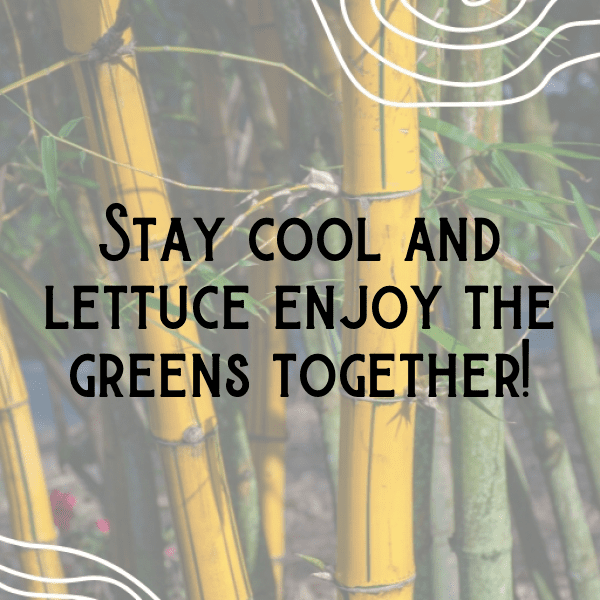 255+ Lettuce Captions For Instagram (Fresh & Trendy) 16 Lettuce Captions Photo For Instagram-WevSYJ