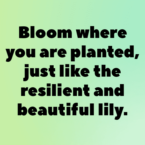 234+ Lily Captions For Instagram (Trending, Funny & Top) 6 Lily Captions Image For Instagram-fH2DLX