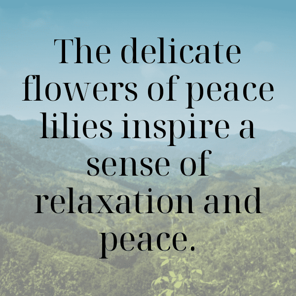 234+ Lily Captions For Instagram (Trending, Funny & Top) 17 Lily Captions Image For Instagram-v1u9Ie