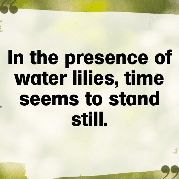 234+ Lily Captions For Instagram (Trending, Funny & Top) 19 Lily Captions Photo For Instagram-HivFpo