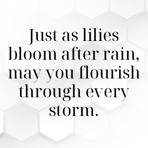 234+ Lily Captions For Instagram (Trending, Funny & Top) 15 Lily Captions Photo For Instagram-ljsLGg