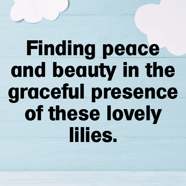 234+ Lily Captions For Instagram (Trending, Funny & Top) 13 Lily Captions Photo For Instagram-qf7qg8