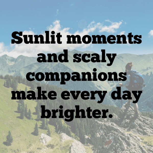 Lizard Captions Image For Instagram-ELzElk