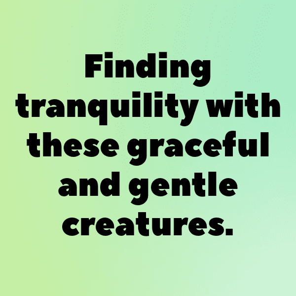 308+ Llama Captions For Instagram (Trending, Funny & Top) 7 Llama Captions Image For Instagram-FkZTzW