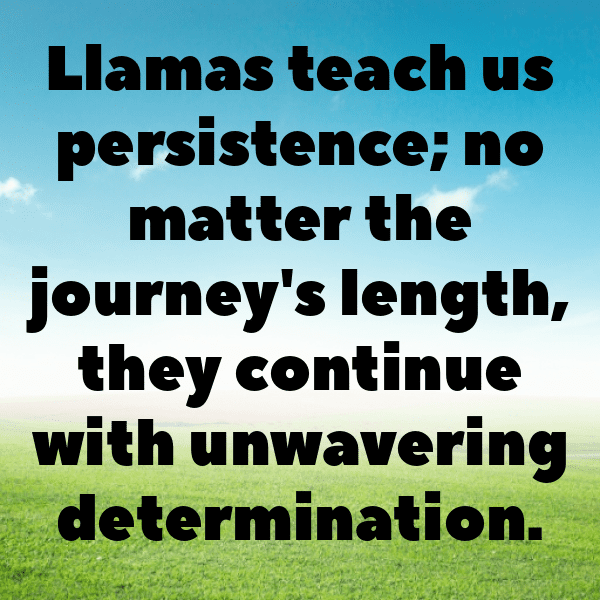 308+ Llama Captions For Instagram (Trending, Funny & Top) 9 Llama Captions Image For Instagram-fysoYu