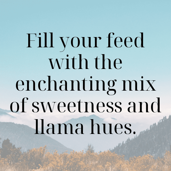 308+ Llama Captions For Instagram (Trending, Funny & Top) 19 Llama Captions Image For Instagram-gpZ1HE