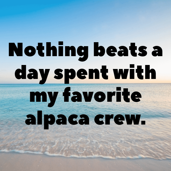 308+ Llama Captions For Instagram (Trending, Funny & Top) 12 Llama Captions Photo For Instagram-AvvWXv