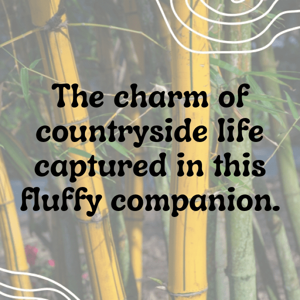 308+ Llama Captions For Instagram (Trending, Funny & Top) 14 Llama Captions Photo For Instagram-bwfrqx