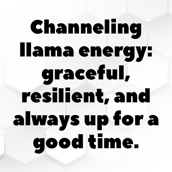 308+ Llama Captions For Instagram (Trending, Funny & Top) 16 Llama Captions Photo For Instagram-DjV5sR