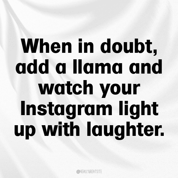 308+ Llama Captions For Instagram (Trending, Funny & Top) 5 Llama Captions Photo For Instagram-rx4IPt