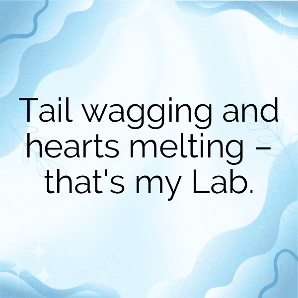 308+ Llama Captions For Instagram (Trending, Funny & Top) 13 Llama Captions Photo For Instagram-uUQvi4