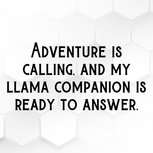 308+ Llama Captions For Instagram (Trending, Funny & Top) 3 Llama Captions Photo For Instagram-v6VWNO