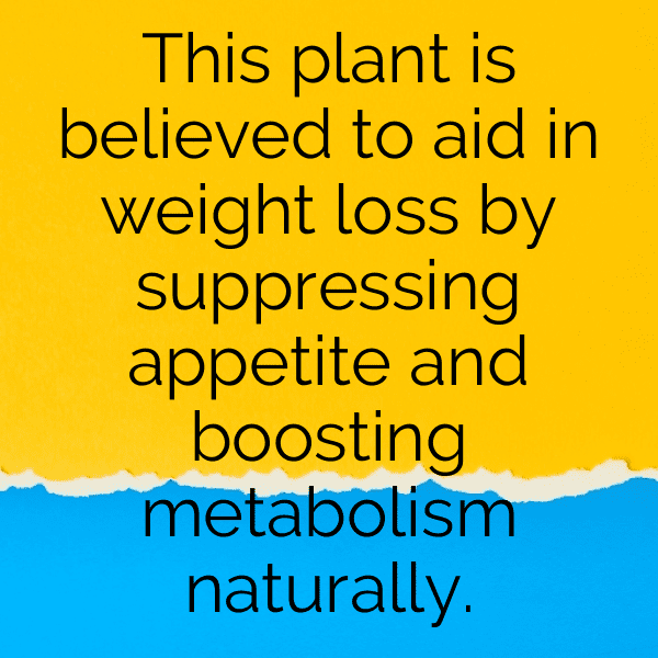 228+ Lobelia Captions For Instagram (Trending, Funny & Top) 6 Lobelia Captions Image For Instagram-6MsL7X