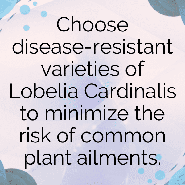 228+ Lobelia Captions For Instagram (Trending, Funny & Top) 5 Lobelia Captions Image For Instagram-75ue7l