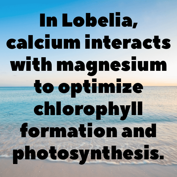 228+ Lobelia Captions For Instagram (Trending, Funny & Top) 4 Lobelia Captions Image For Instagram-y8qb8h