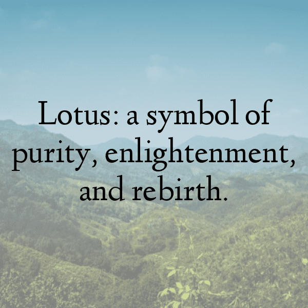 226+ Lotus Root Captions For Instagram In 2025 9 Lotus Root Captions Image For Instagram-wRnpiy