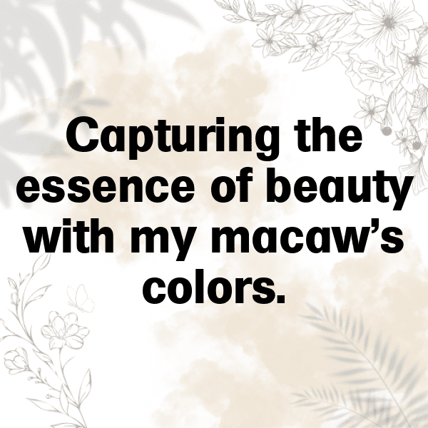 329+ Macaw Captions For Instagram (Best, Funny & Short) 9 Macaw Captions Photo For Instagram-0gh5nn