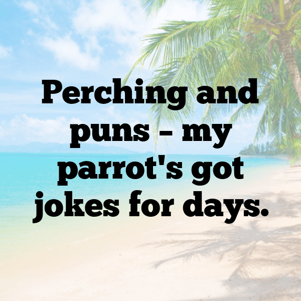 329+ Macaw Captions For Instagram (Best, Funny & Short) 12 Macaw Captions Photo For Instagram-9r0iN6