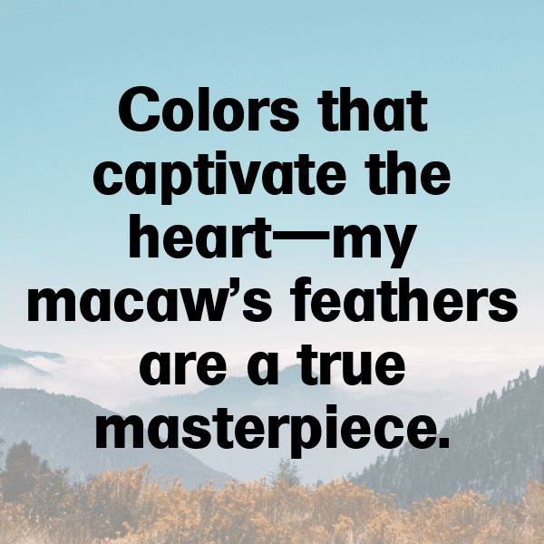 329+ Macaw Captions For Instagram (Best, Funny & Short) 13 Macaw Captions Photo For Instagram-BsYjt8