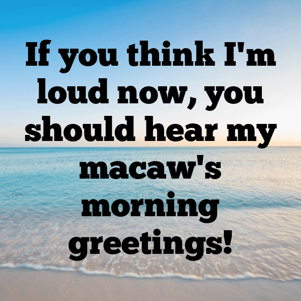 329+ Macaw Captions For Instagram (Best, Funny & Short) 6 Macaw Captions Photo For Instagram-o8SYyb