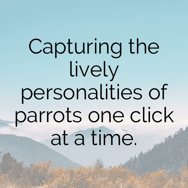 329+ Macaw Captions For Instagram (Best, Funny & Short) 16 Macaw Captions Photo For Instagram-qzwdKL