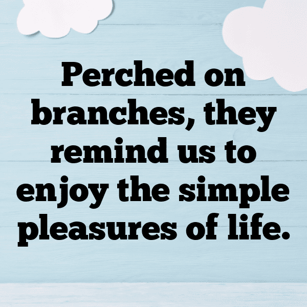 329+ Macaw Captions For Instagram (Best, Funny & Short) 11 Macaw Captions Photo For Instagram-SZBlJv