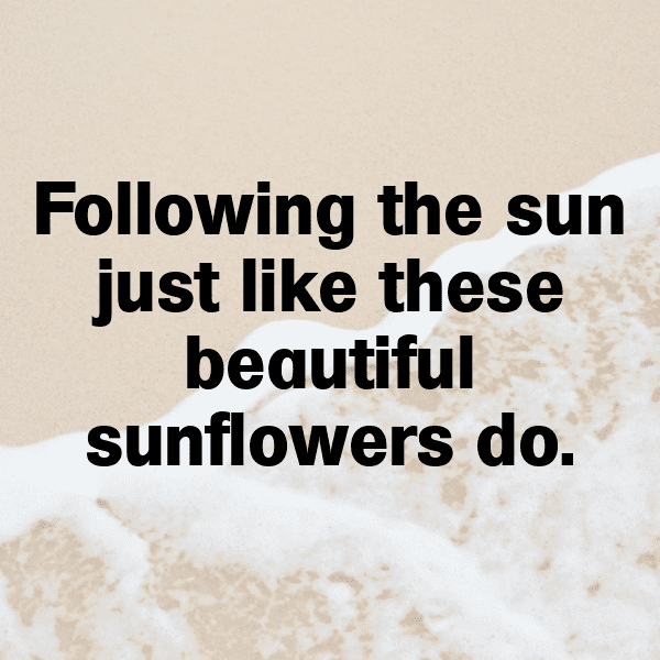 Magnolia Captions Photo For Instagram-O4BPFo