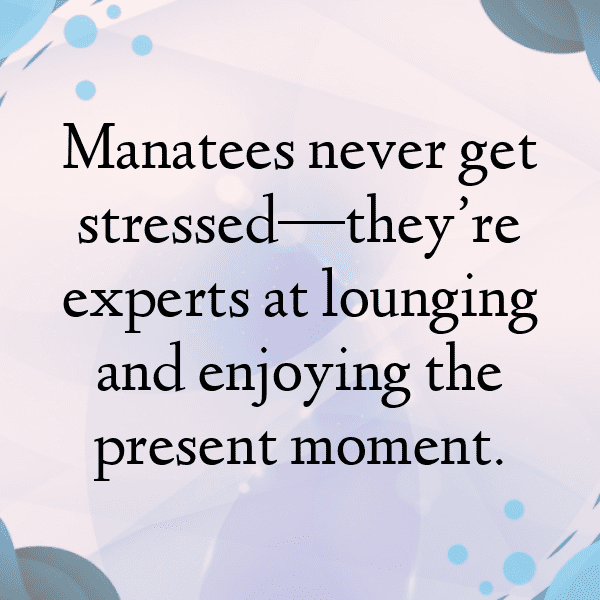 330+ Manatee Captions For Instagram In 2025 6 Manatee Captions Photo For Instagram-Af58FC