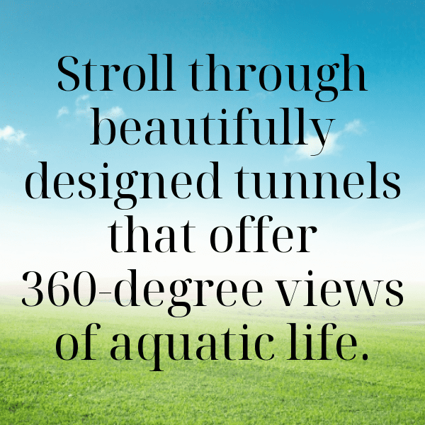 330+ Manatee Captions For Instagram In 2025 13 Manatee Captions Photo For Instagram-DvYDvd