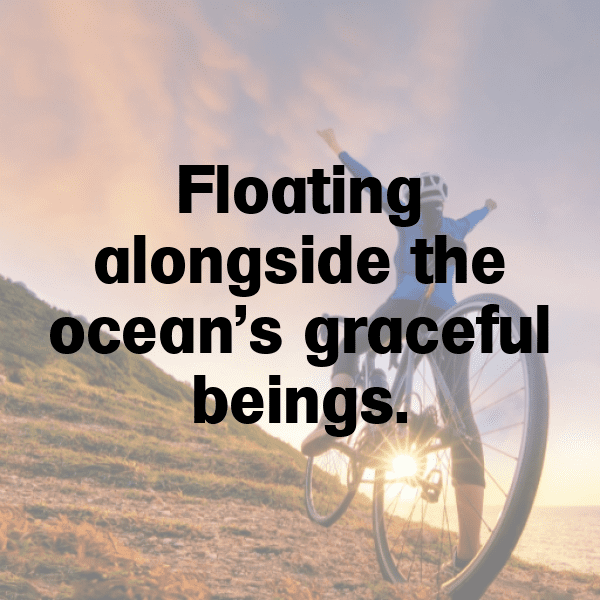 303+ Manta Ray Captions For Instagram In 2025 7 Manta Ray Captions Image For Instagram-qD3Weh