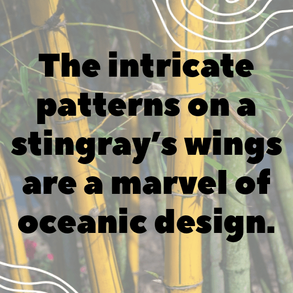 303+ Manta Ray Captions For Instagram In 2025 8 Manta Ray Captions Photo For Instagram-ArnoCk