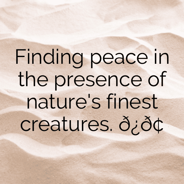 Meerkat Captions Photo For Instagram-ZoMdMl