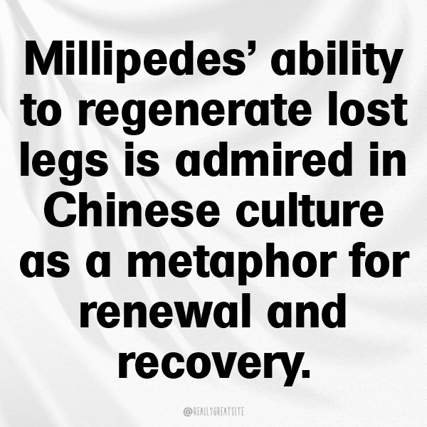 244+ Millipede Captions For Instagram In 2025 7 Millipede Captions Photo For Instagram-njCU2X