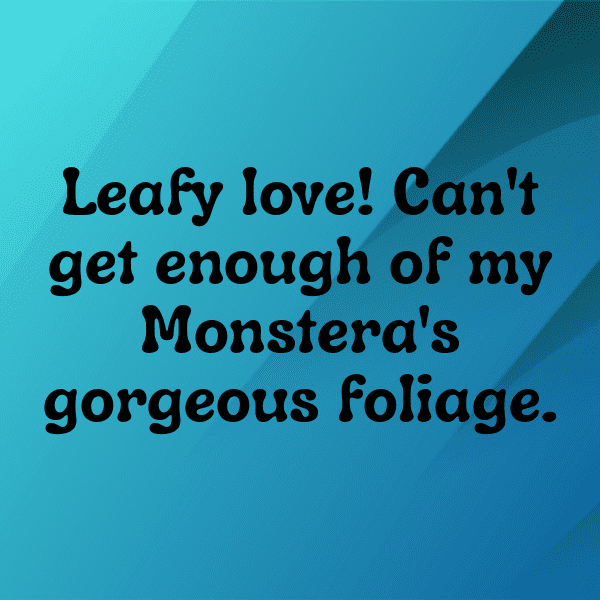 326+ Monstera Deliciosa Captions For Instagram (Trending, Funny & Top) 6 Monstera Deliciosa Captions Photo For Instagram-9irrGo