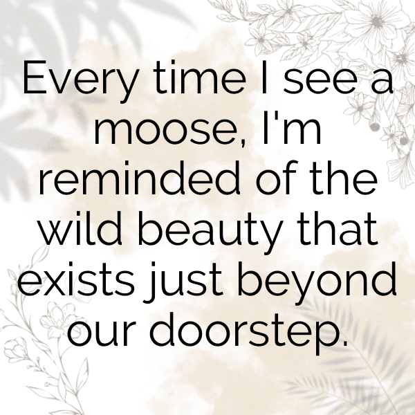 Moose Captions Image For Instagram-fzfgtQ