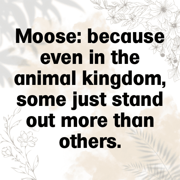 Moose Captions Photo For Instagram-XPfvle