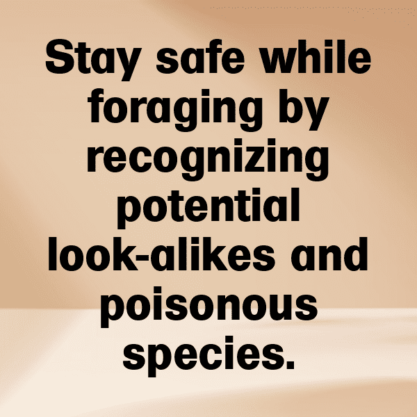 329+ Morel Mushroom Captions For Instagram In 2025 14 Morel Mushroom Captions Image For Instagram-l2My1B