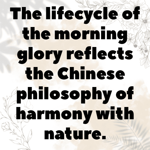 Morning Glory Captions Image For Instagram-kK8DNv