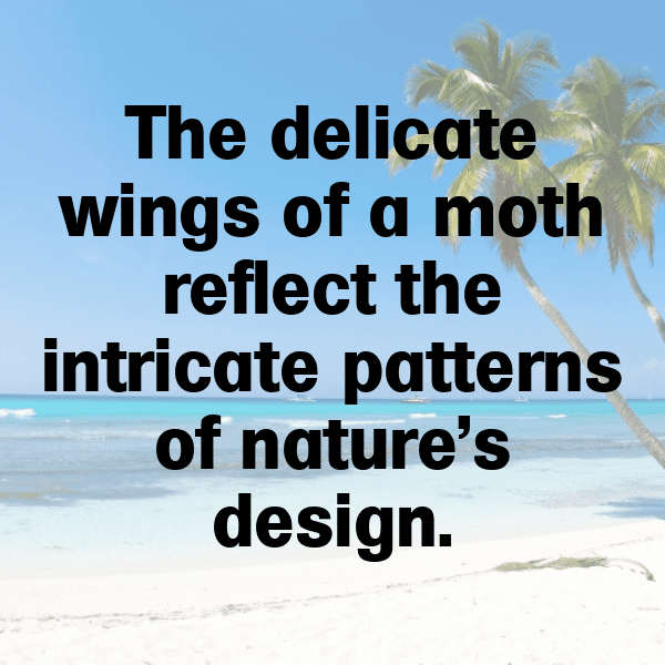 308+ Moth Captions For Instagram (Best, Funny & Short) 15 Moth Captions Image For Instagram-Dou7xi