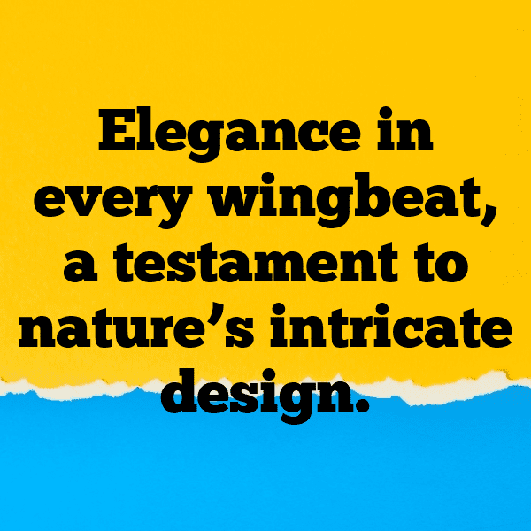 308+ Moth Captions For Instagram (Best, Funny & Short) 11 Moth Captions Image For Instagram-xG6rBH