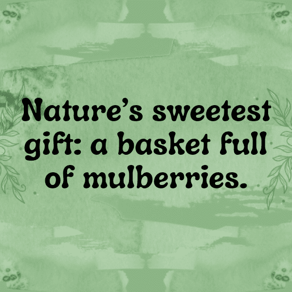 230+ Mulberry Captions For Instagram In 2025 14 Mulberry Captions Photo For Instagram-oJdrR9