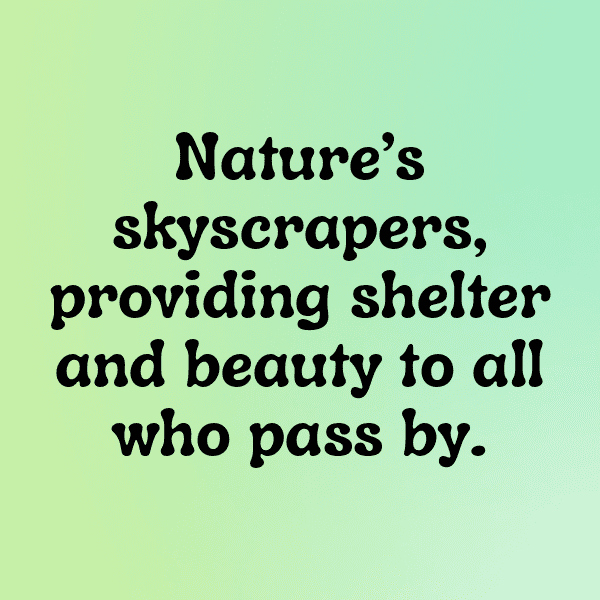 230+ Mulberry Captions For Instagram In 2025 7 Mulberry Captions Photo For Instagram-RWcfFU